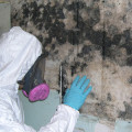 Ensuring A Strong Roof: The Role Of Mold Remediation In Philadelphia Before Restoration